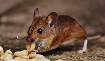 wildlife-removal Experts in Sartell